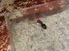 reina crematogaster scutellaris