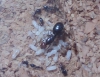 Scutellaris preciosas
