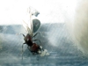 Reina Crematogaster scutellaris con una ala