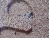 Scutellaris en sus casa