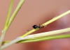 �fidos y Crematogaster en forrajeo com�n