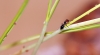 Áfidos y Crematogaster en forrajeo común