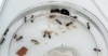 Crematogaster en Meta
