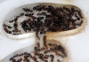 Oto�o Crematogaster