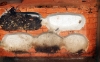 Otoño Crematogaster