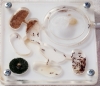 Crematogaster