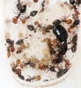 Crematogaster