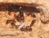 Crematogaster