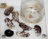 Crematogaster Scutellaris