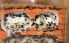 Crematogaster