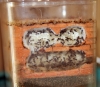 Crematogaster
