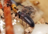 Crematogaster y escarabajo de tenebrio