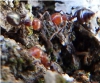 Crematogaster coloraci�n 1