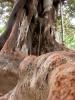 scutellaris_M�laga