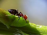 Hormiga esparraguera