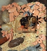 Crematogaster & Messor Forrajeo
