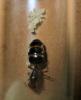 Reina Crematogaster scutellaris con sus larvas