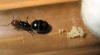 Reina Crematogaster scutellaris con larvas