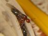 reinas crematogaster scutellaris