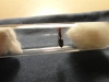 reina crematogaster