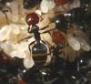 Obreras de Crematogaster scutellaris