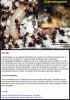 guia crematogaster