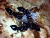 mamm-Crematogaster scutellaris-1
