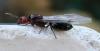 posible crematogaster??