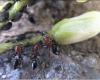 Crematogaster scutellaris