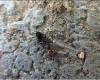 Crematogaster scutellaris