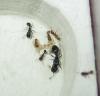 Colonia Tetramorium ruginode