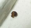 Tetramorium ruginode manipulando semillas