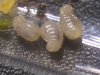 Larvas de lados adoptadas por mi colonia.