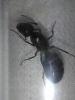 Camponotus