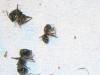 posible camponotus negra?�