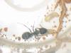 camponotus?�