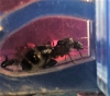 identificacin porfavor!!!! es Camponotus micans?