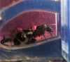 identificaci�n porfavor!!!! es Camponotus micans?