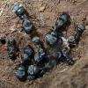 camponotus micans