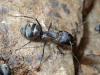 camponotus micans