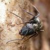 camponotus micans