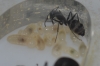 Larvas Camponotus micans