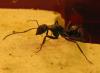 Camponotus micans