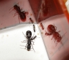 Camponotus Micans - Reina y nurses