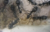 camponotus micans