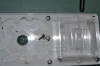 Camponotus micans 2