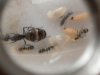 camponotus darlatan 2
