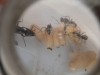 Darlatan camponotus capullos