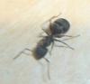 Camponotus micans (antequera)