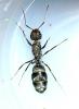 formica subrufa beta